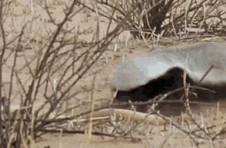 蜜獾吃毒蛇像吃辣条,蜜獾平头哥大战狮子