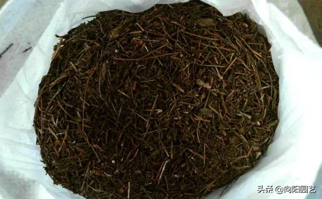 珍珠吊兰怎么养才能爆盆呢,珍珠吊兰怎么养才能更旺盛