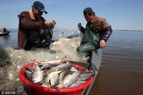 赫哲族的渔猎文化,赫哲渔文化