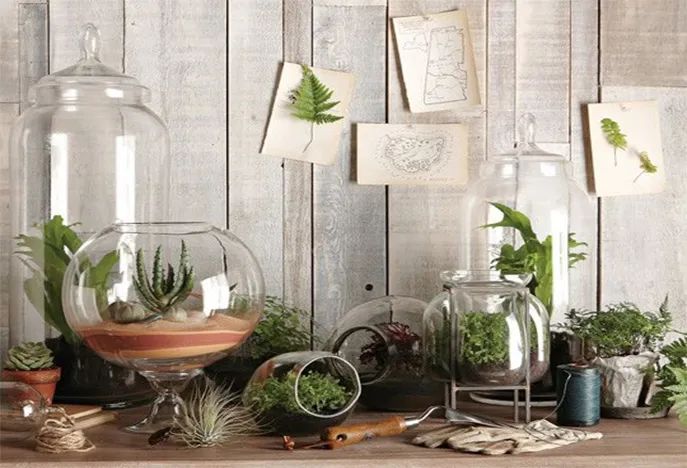 为什么地摊卖绿植,摆地摊卖绿植怎么样