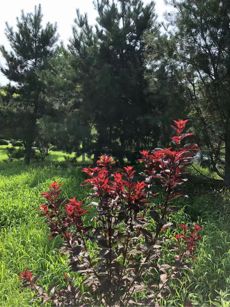 （原创）遵化醉美健身休闲地——沙河