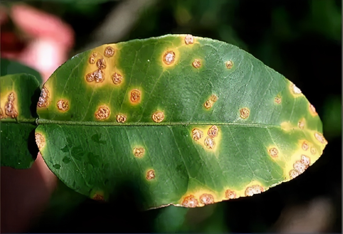 柑橘溃疡病有效防治新进展,柑橘溃疡病的防治方法