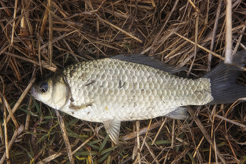 秋冬垂钓如何避小杂鱼,夏季钓鱼为什么容易空军