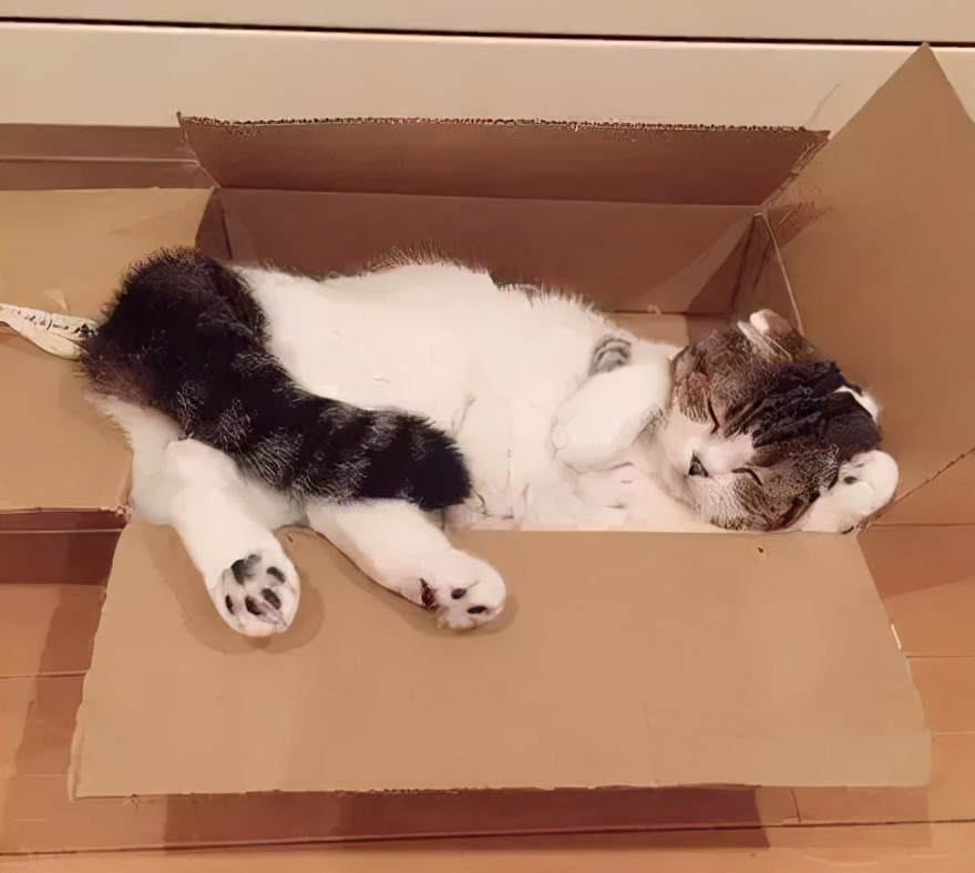 不建议养哪几种猫咪图片,发一张图片证明你家猫咪养的很好