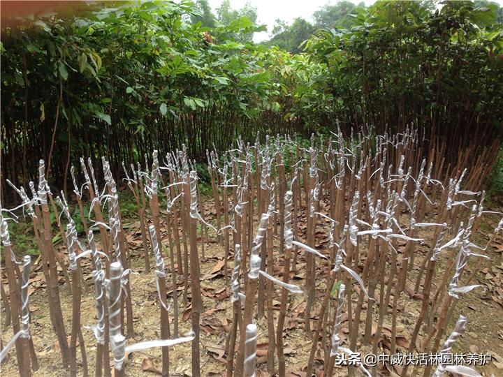 金丝垂柳的扦插方法,柳树扦插育苗标准