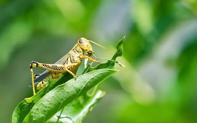 柑橘12月有什么病害虫害,柑橘全年病害虫害最新防治方法