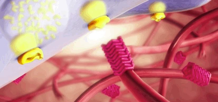 血小板破裂是什么意思,血小板凝固原因