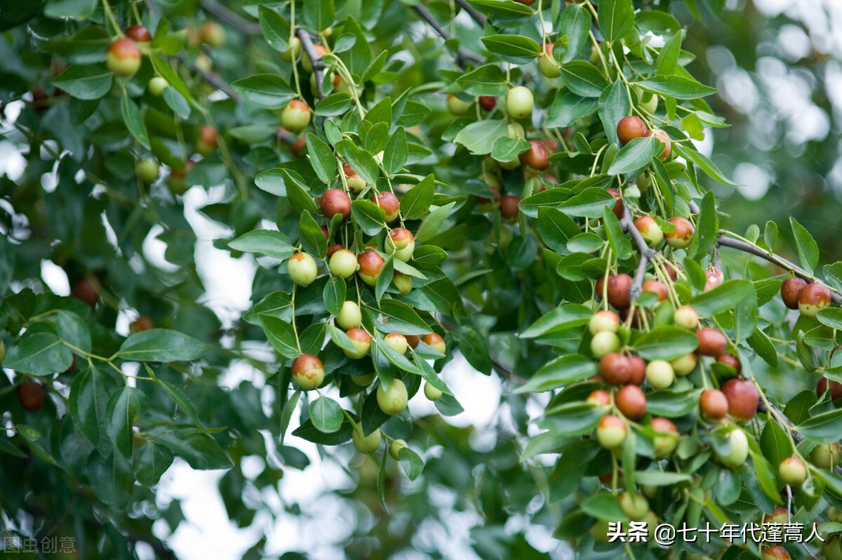 六月枣花香气袭人,六月枣花香