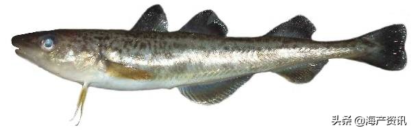 真鳕鱼科普,真鳕银鳕黑鳕鱼