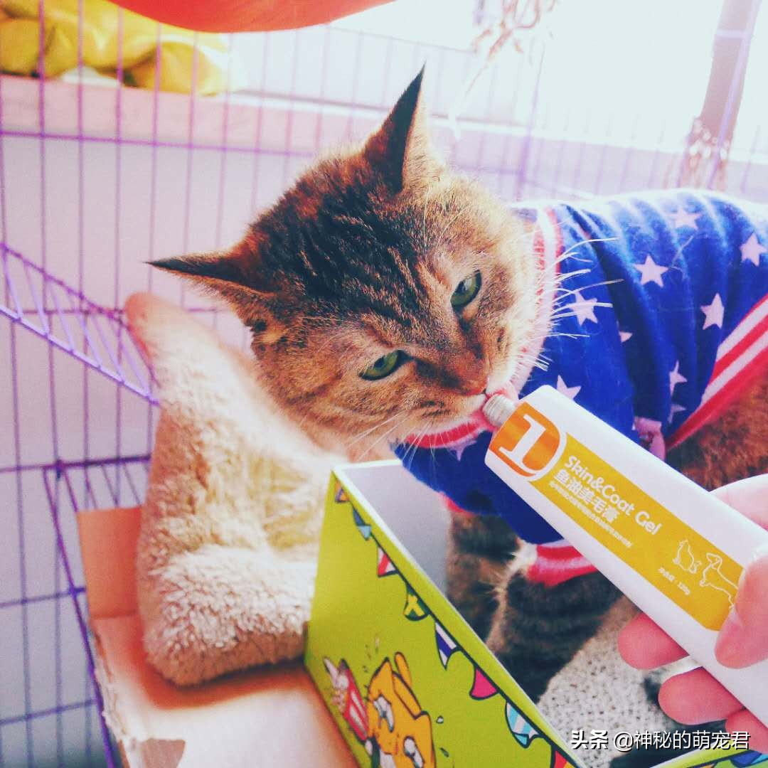 reddog红狗猫粮测评,reddog红狗鱼油美毛膏