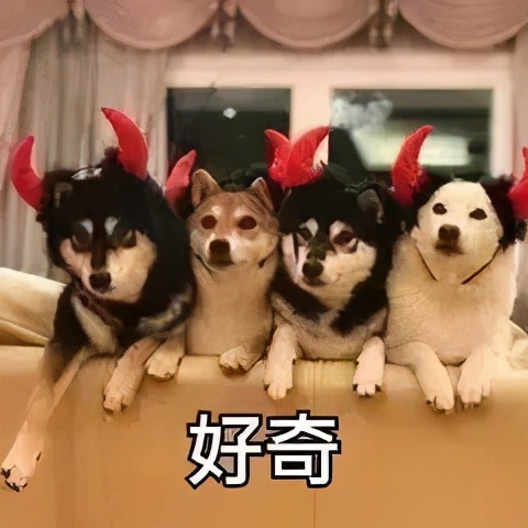 狗狗能感觉到孕妇怀孕了吗,狗狗能感受主人怀孕吗