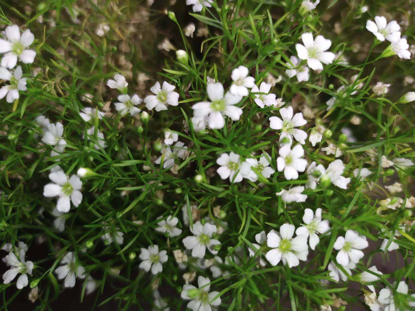 缕丝花，可不要错以为这是满天星哦