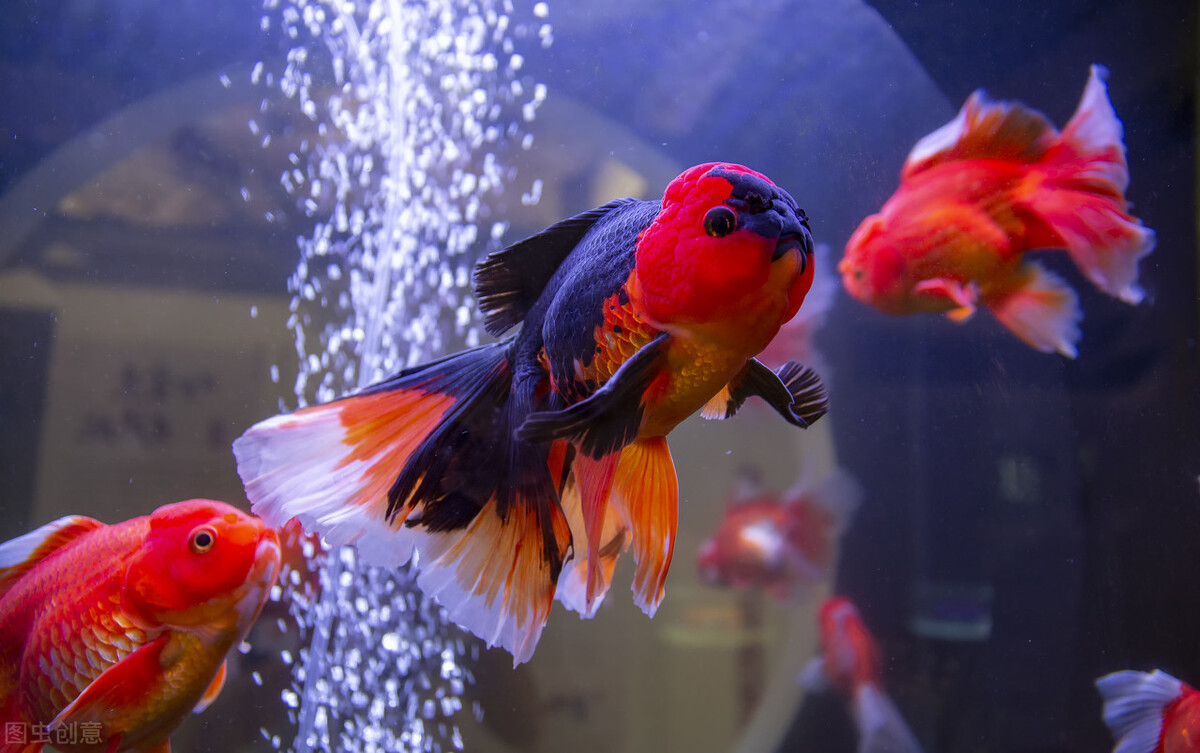 养金鱼怎么做到不用打氧和过滤,不打氧怎么养金鱼才养得活