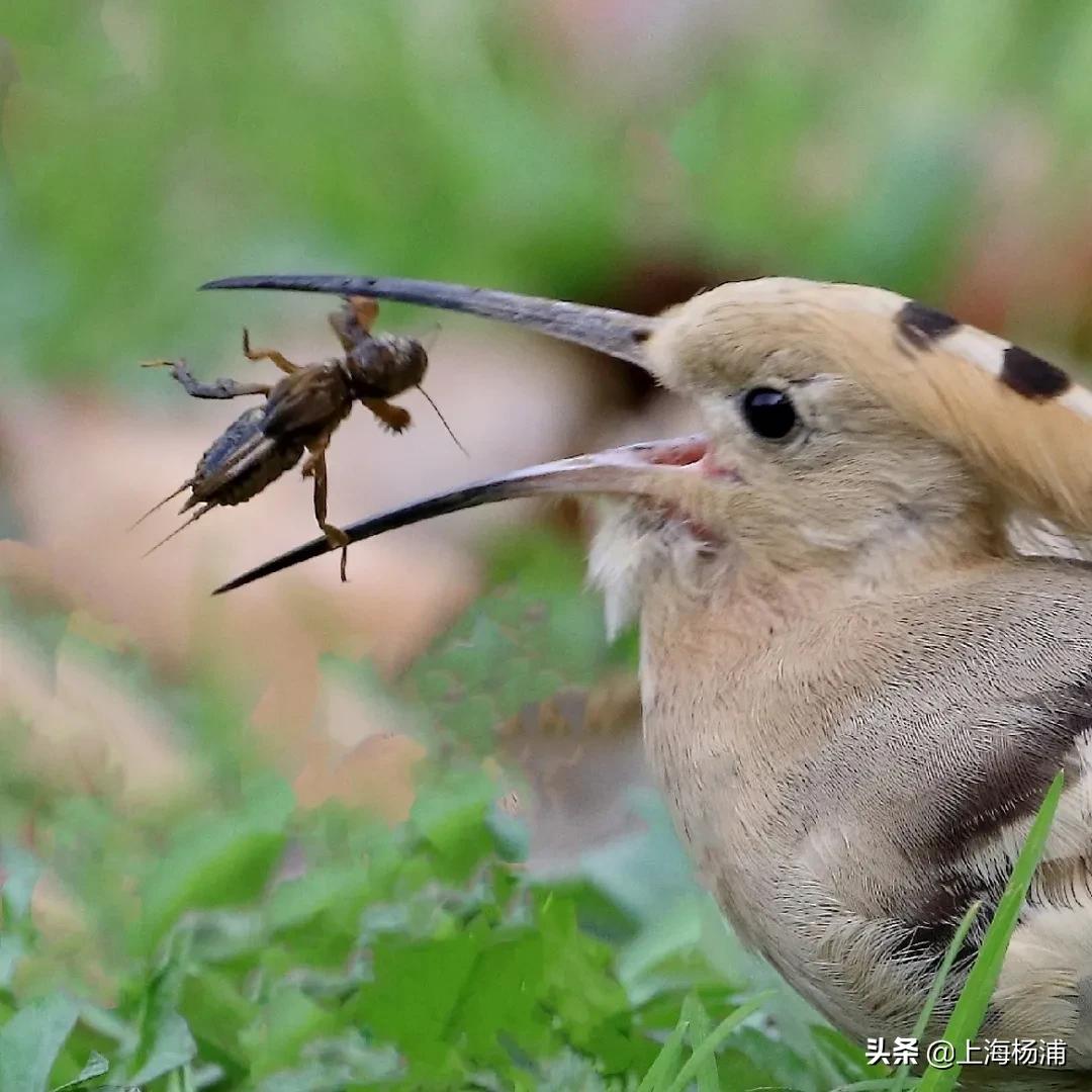 冬季引来最佳观鸟季,观鸟季一年一度