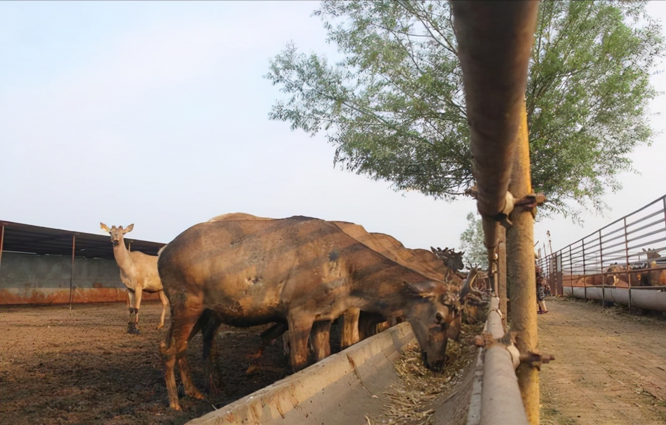 梅花鹿王娇,梅花鹿王娇简历