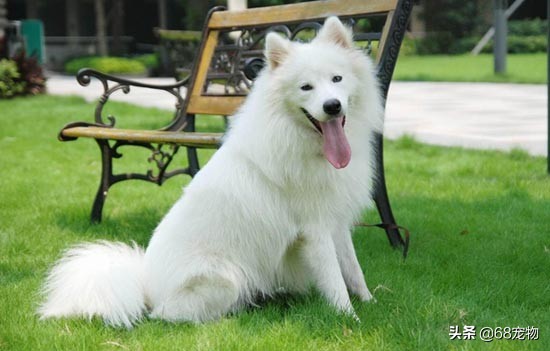 12星座适合养什么狗,12星座的女生适合养什么狗