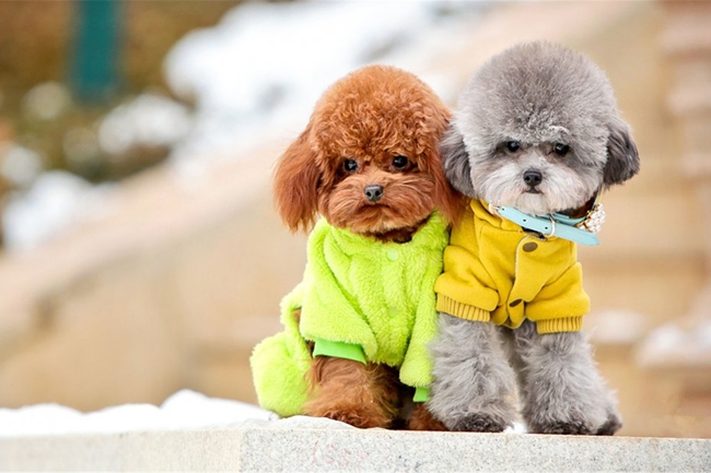 泰迪犬大便带血是怎么回事？一定要注意这些问题，不然会威胁生命