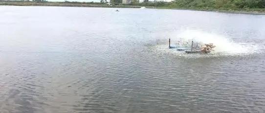 对虾软壳游塘怎么处理,对虾土塘如何提高ph值