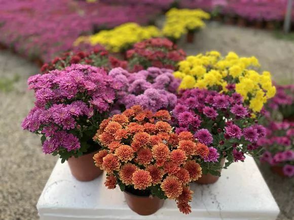 人称“千头菊”，一开几百朵，连爆2个月，太壮观了