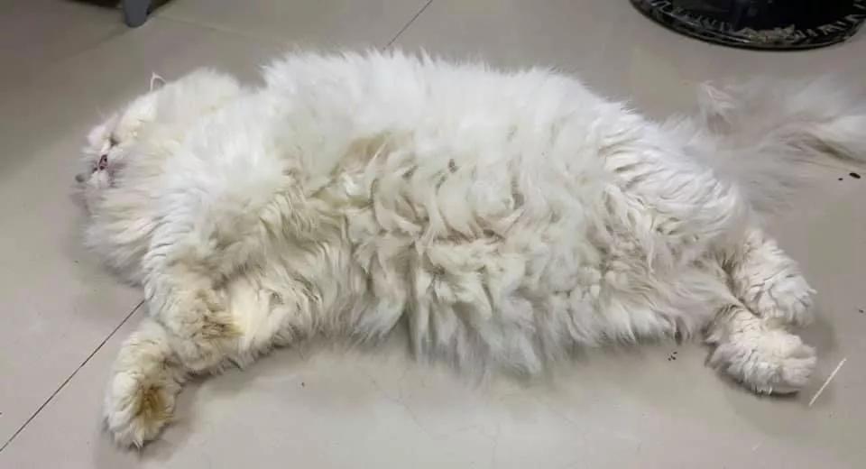 在路上捡回来的流浪猫给它洗澡,救助的流浪猫生病自己无能为力