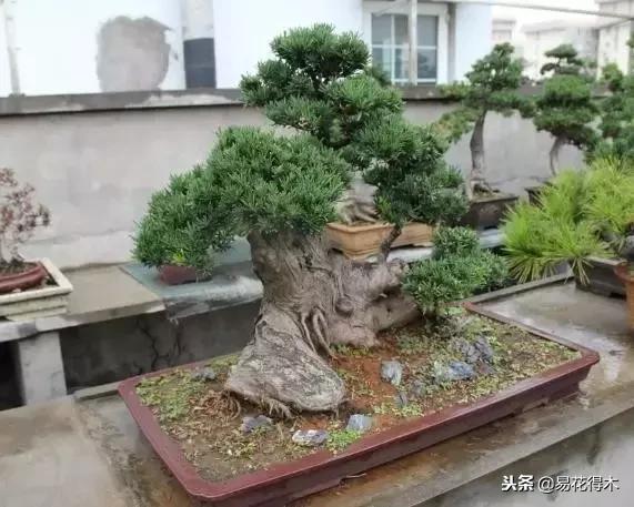 生桩的种植方法和技巧,生桩用什么土栽种最好