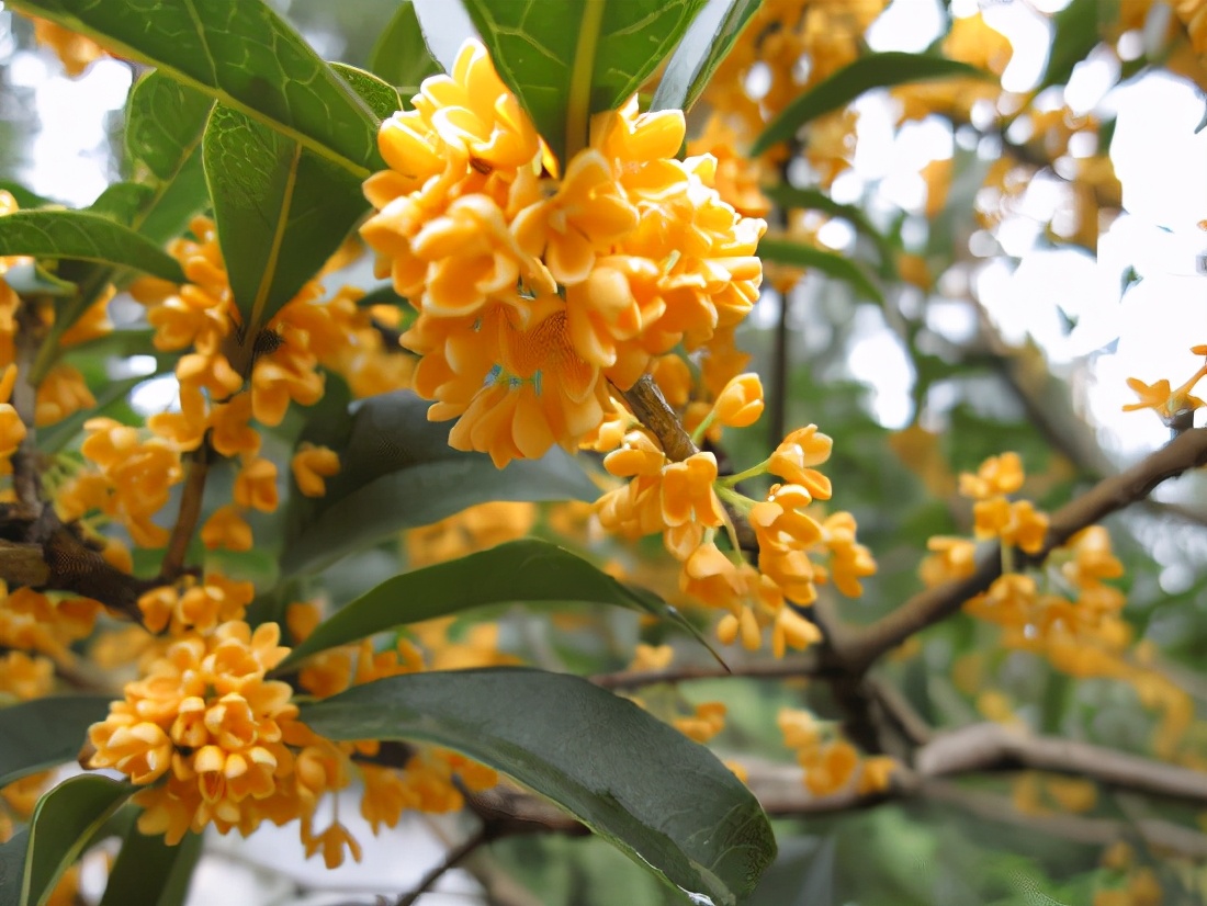 桂花发了好多新芽,桂花品种对比一览表