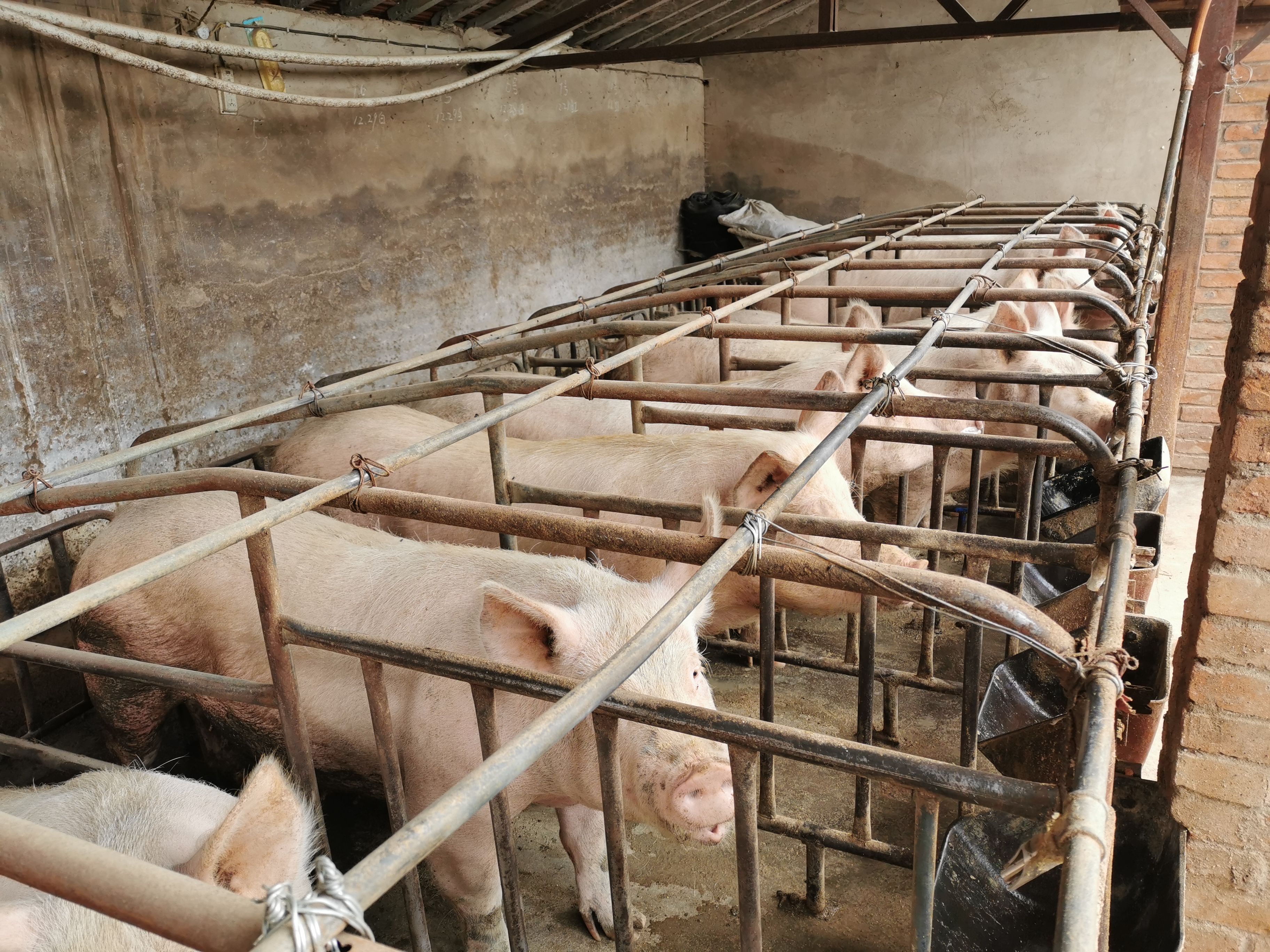 灵台：李忠学的养猪致富经