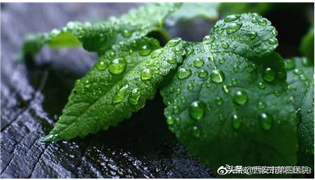 夏季薄荷的妙用,夏天薄荷的食用方法