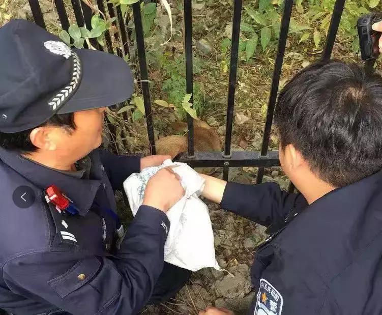 还没看《神奇动物在哪里》？没关系，你错过的神奇动物都在这里