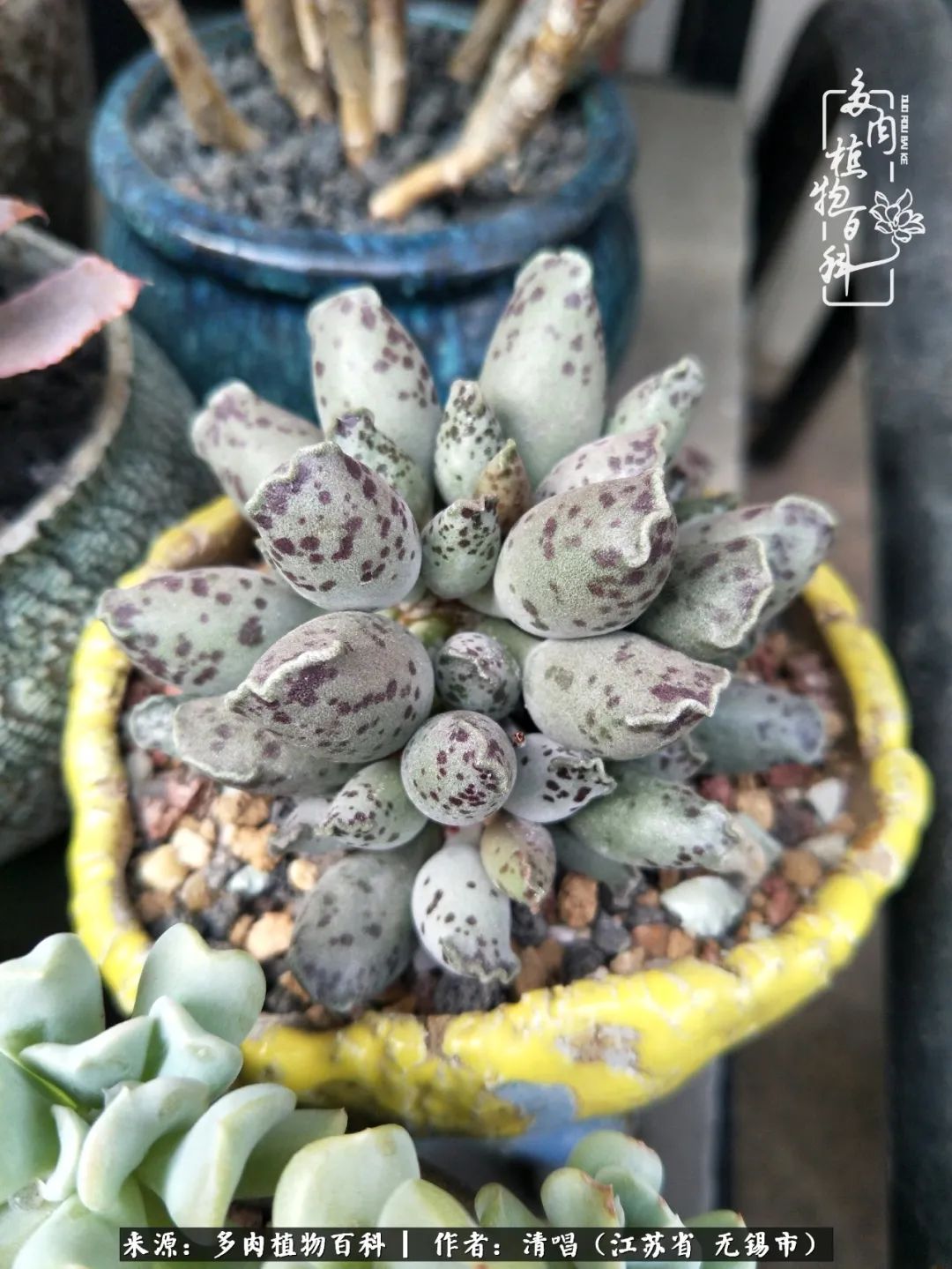 多肉植物百科好看又好养的多肉,喜欢多肉的朋友欢迎光临多肉园艺