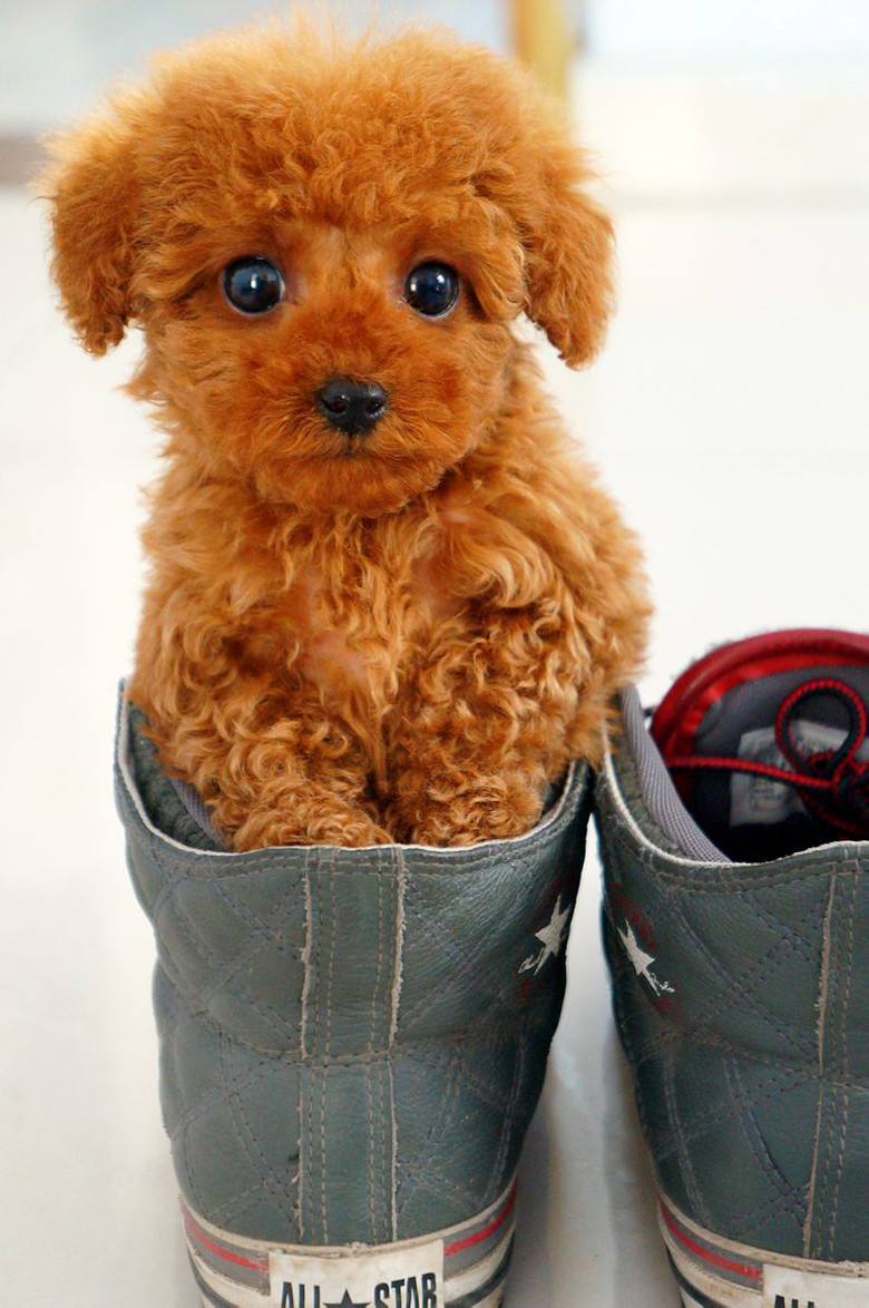 狗狗来“大姨妈”了,铲屎官应该怎么办?