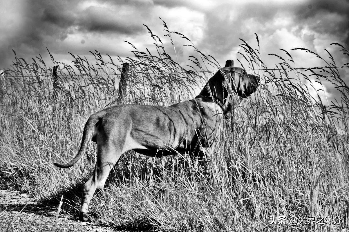 比特犬真正的猛犬,比特犬斗犬集锦