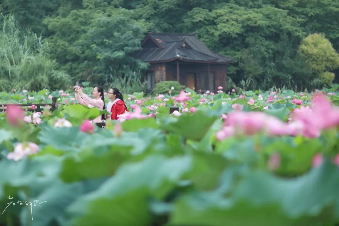 沙家浜旅游民宿有哪些,三月最适合去的最美民宿