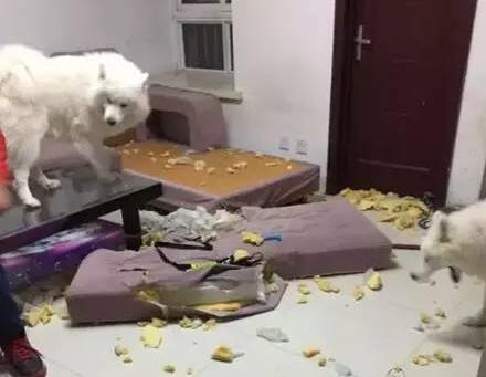 萨摩耶犬有这6大缺点,养萨摩耶的缺点有哪些