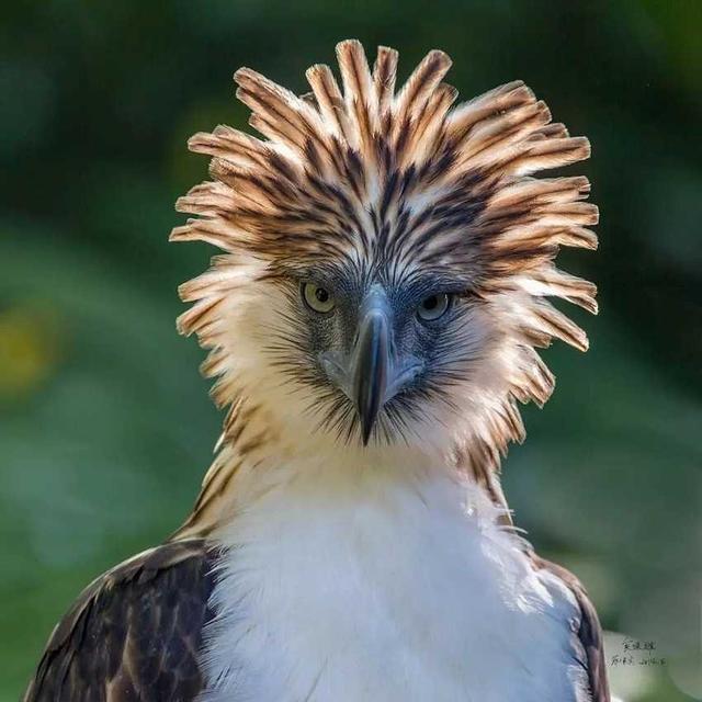 世界所有国家国鸟,世界各国国鸟大全