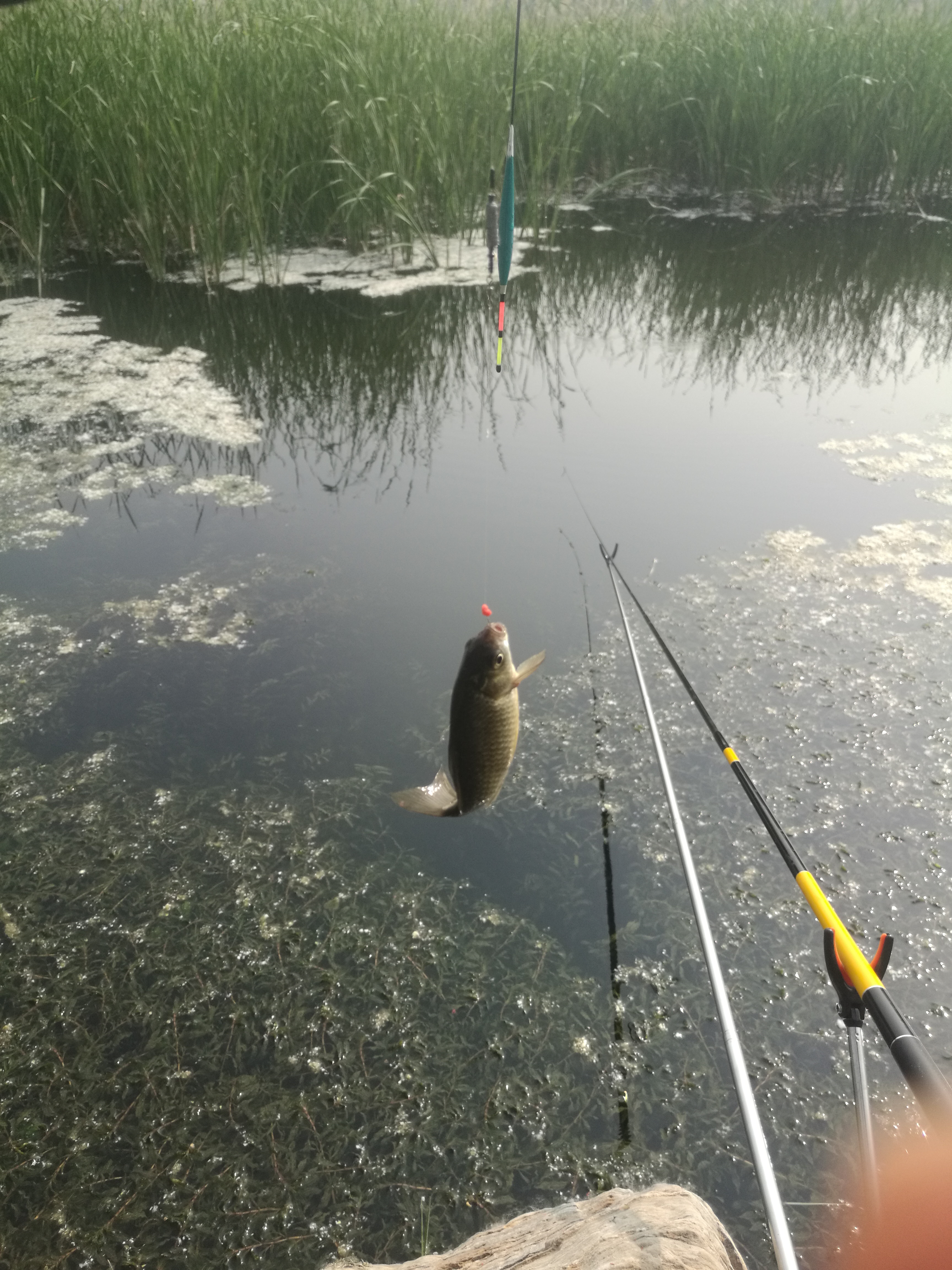 野钓鲫鱼全攻略!13大秘籍,7000字,找鱼窝、选天气,各种小技巧