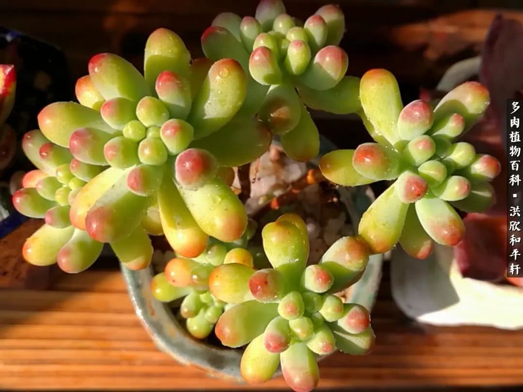 多肉的四季轮回,四季轮回多肉