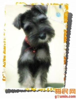 常见狗狗价格排行,狗狗价格以及品种大全