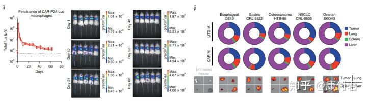 t细胞免疫治疗,t细胞治疗癌症