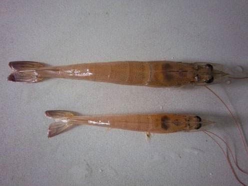 对南美白对虾危害最大疾病之一红体病，一旦发病全池都得遭殃！