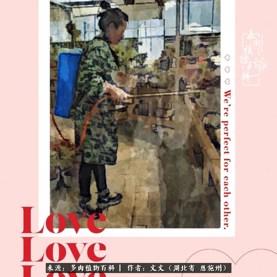 夏季多肉花园图片,初夏多肉花园