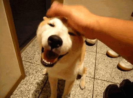 狗狗摸哪里才会让它有安全感,狗狗最喜欢主人摸它哪个部位