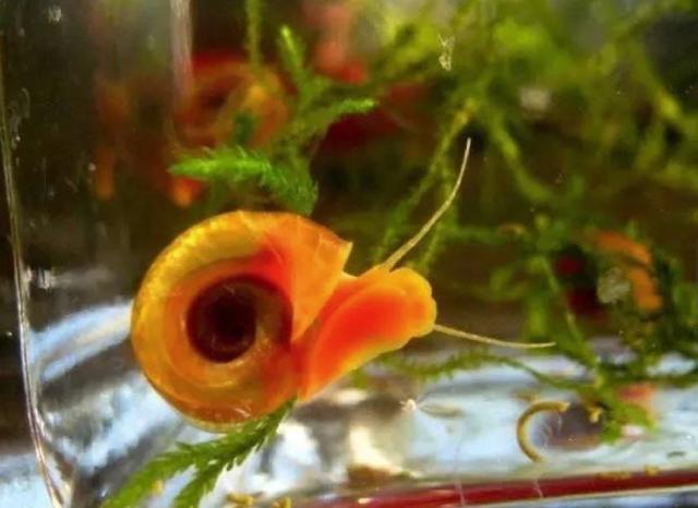 水培植物长青苔怎么处理,水培植物长青苔怎么用药物去除