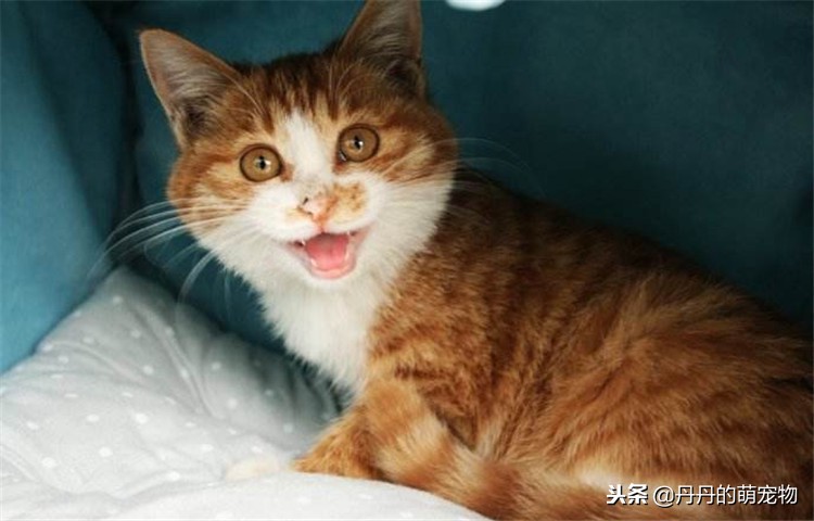 猫咪瘦了是什么原因,猫咪各方面正常但是越来越瘦