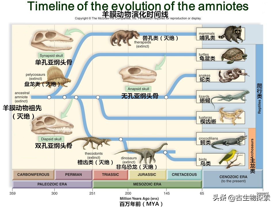 先有鸡还是先有蛋？来一节蛋蛋进化史