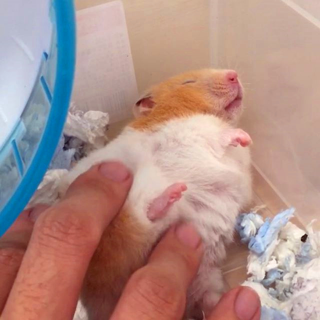 仓鼠会因为睡眠不够而死亡,仓鼠在笼里一直狂躁不安