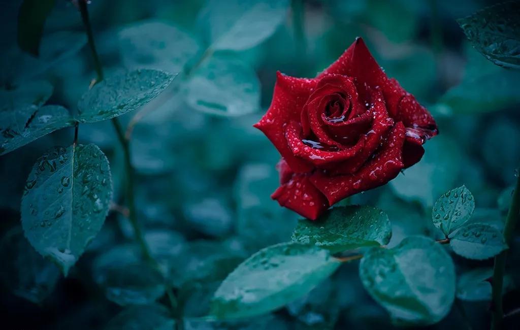 少女体香是什么意思,因为体香被搭讪