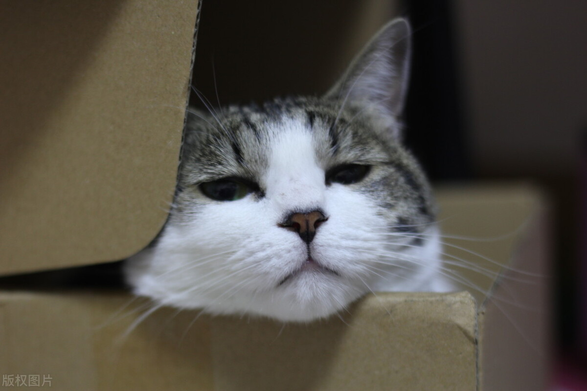 小猫咪便秘怎么快速排便,两个月小猫咪便秘怎么用开塞露