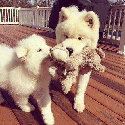 狗狗身上出癣是怎么回事,狗狗身上有癣怎么药浴