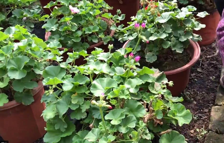 天竺葵大棵老桩,老奶奶种天竺葵